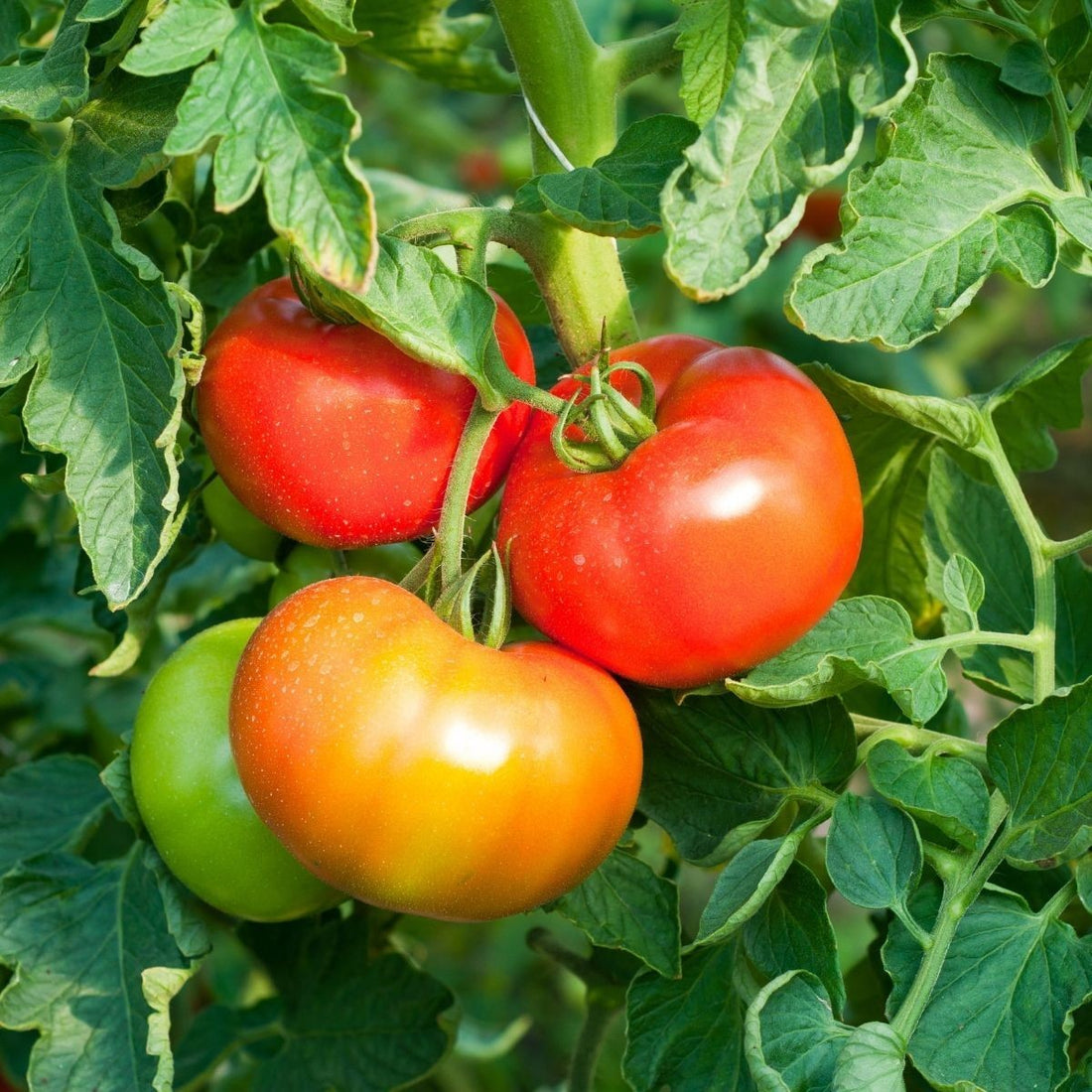 Tomato – Tristar — photo: The Seed Collection