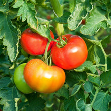 Tomato – Tristar — photo: The Seed Collection