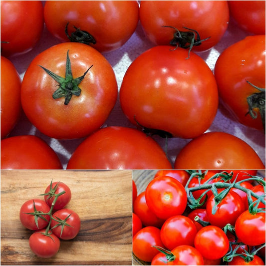 Tomato – Tropic — photo: Happy Valley Seeds