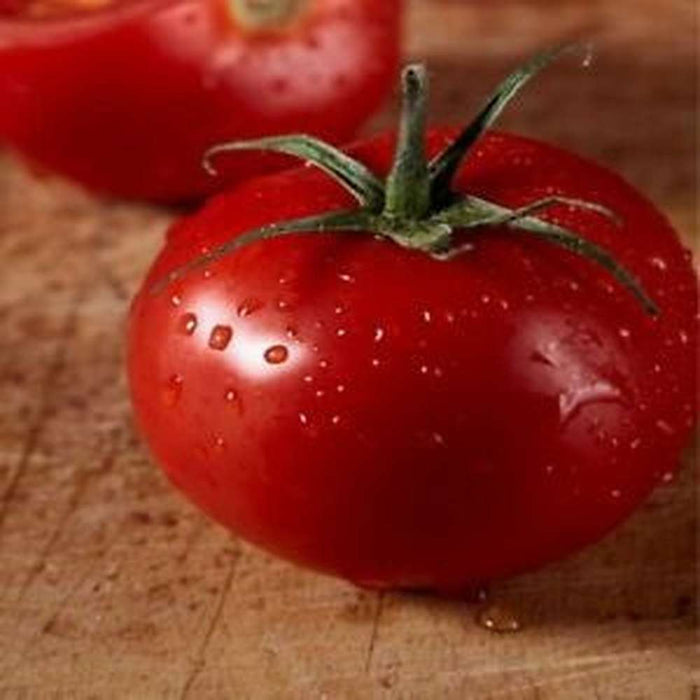 Urbana tomato