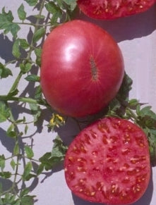 Valiant tomato