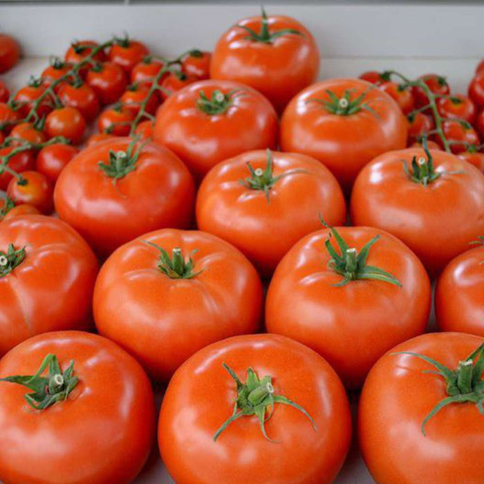 Walter tomato