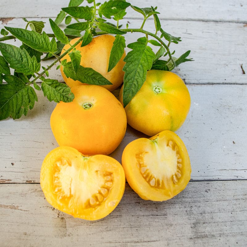 Wapsipinicon Peach tomato