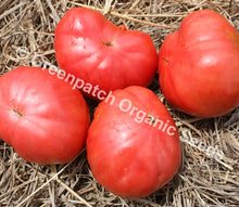 Tomato – Yugoslav — photo: Greenpatch Organic Seeds