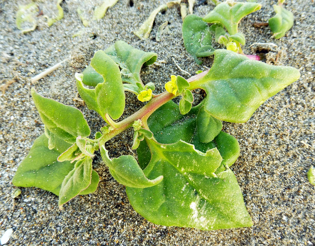 Warrigal Greens (Tetragonia tetragonioides), representative plant photograph by Mason Brock.