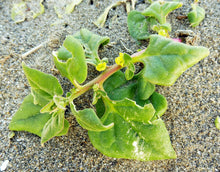 Warrigal Greens (Tetragonia tetragonioides), representative plant photograph by Mason Brock.