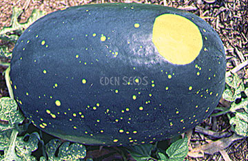 Watermelon – Moon And Stars – Eden Seeds crop image.