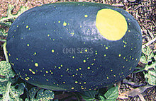 Watermelon – Moon And Stars – Eden Seeds crop image.