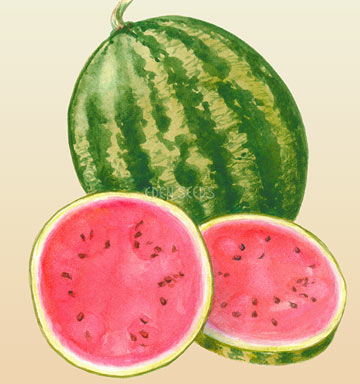 Watermelon – Warpaint (Crimson Sweet) – Eden Seeds crop image.