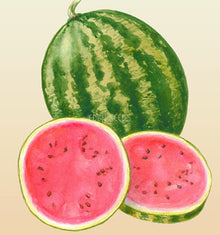 Watermelon – Warpaint (Crimson Sweet) – Eden Seeds crop image.