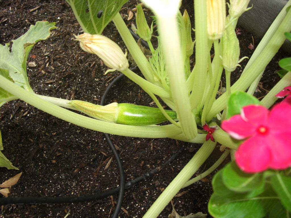Representative zucchini crop image for Black Zucchini (Black Beauty). Public domain image by Ginabovara, Wikimedia Commons.