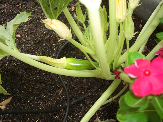 Representative zucchini crop image for Black Zucchini (Black Beauty). Public domain image by Ginabovara, Wikimedia Commons.