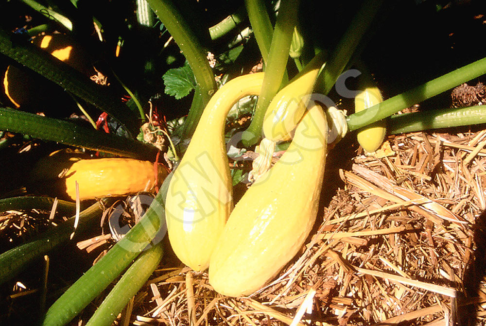 Zucchini – Golden Arch Crookneck crop image from Eden Seeds.