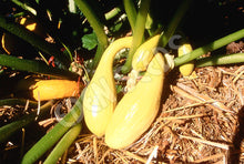 Zucchini – Golden Arch Crookneck crop image from Eden Seeds.
